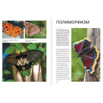 Бабочки. Анна Спектор