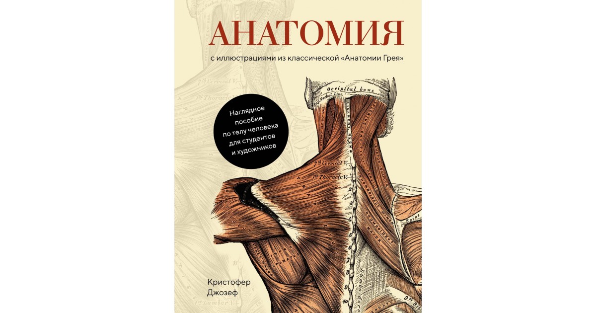 Анатомия грея книга. Классическая анатомия Грея иллюстрации. Анатомия с иллюстрациями из классической анатомии Грея.