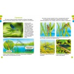 Животные-малютки. Жюли Дельфур