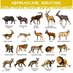 1000 картинок. Животные Мира. 