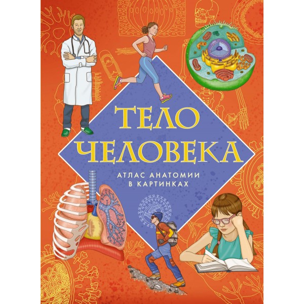 Тело человека. Атлас анатомии в картинках. Элеонора Барсотти