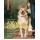 Азбука собачника. Иллюстрированное руководство по содержанию