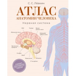 Атлас анатомии человека. Нервная система