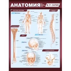 Анатомия. Самая компактная анатомическая таблица
