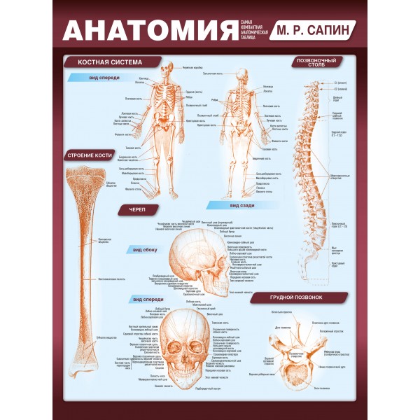 Анатомия. Самая компактная анатомическая таблица. Михаил Сапин